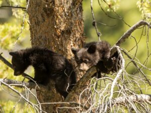 Медвежата среди ветвей дерева фото